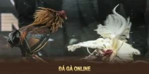 Tham Gia Đá Gà WS168 Tại 69VN: Hướng Dẫn Chơi Kịch Tính Nhất